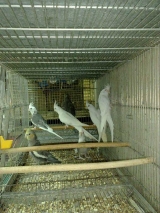 Зоомагазин в Рамле "Джунгли"