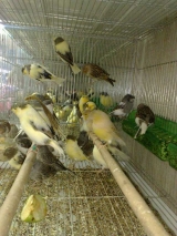 Зоомагазин в Рамле "Джунгли"