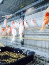 Зоомагазин в Рамле "Джунгли"