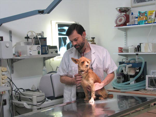 За годы работы д-р Ходик накопил богатый опыт в ветеринарной хирургии. Успешно провёл множество операций.
