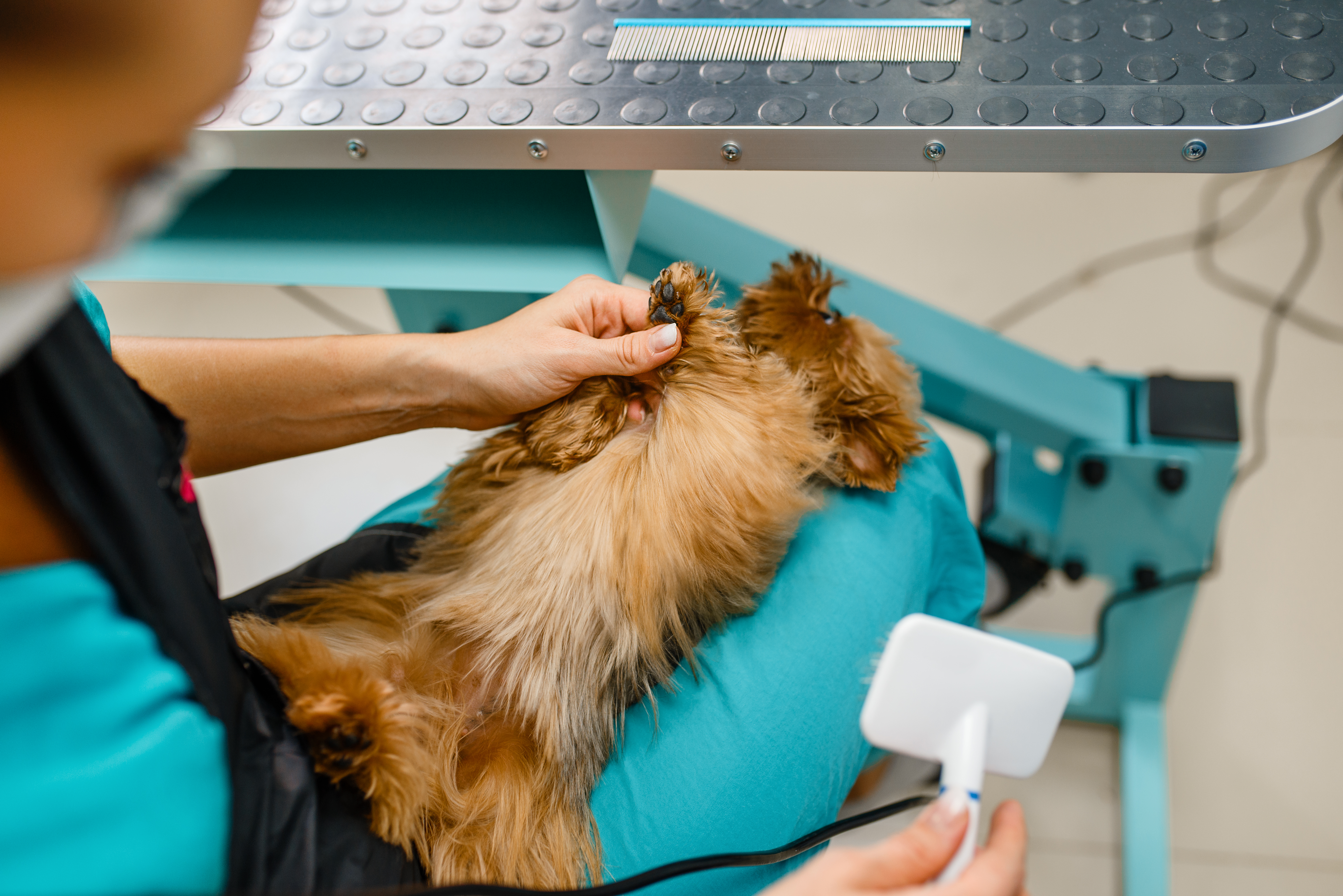 Парикмахерская для собак при ветеринарной клинике д-ра Вячяслава Ходика
